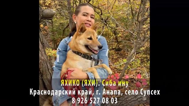 Пропала собака! ЯХИКО (ЯХИ). Сиба ину. Краснодарский край, г. Анапа, село Супсех смотреть онлайн