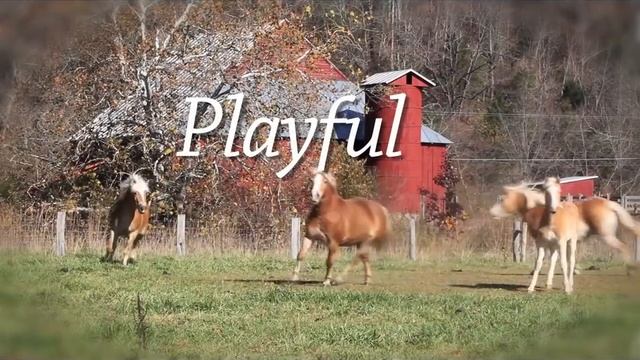 Haflinger Horses смотреть онлайн