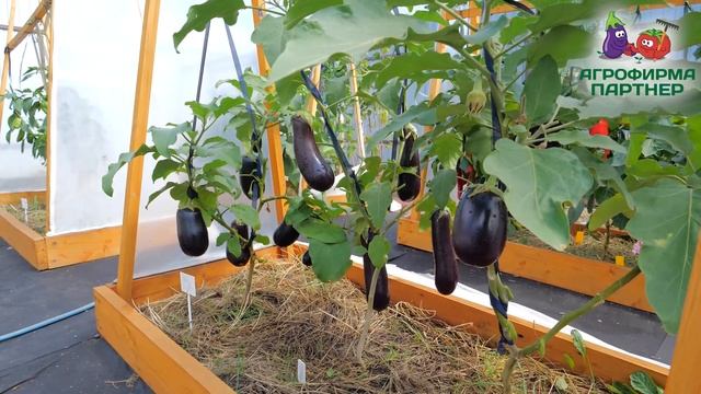 Баклажаны смотреть онлайн