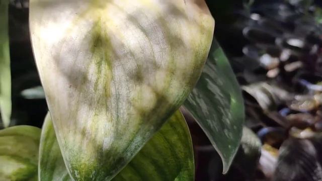 Tanaman Scindapsus Silver Princess Variegata Albo