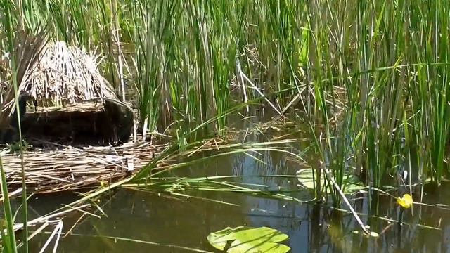 Гнезда для птиц на воде в плавнях Хортицы смотреть онлайн