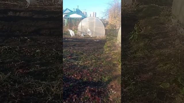 Летающие гуси. смотреть онлайн