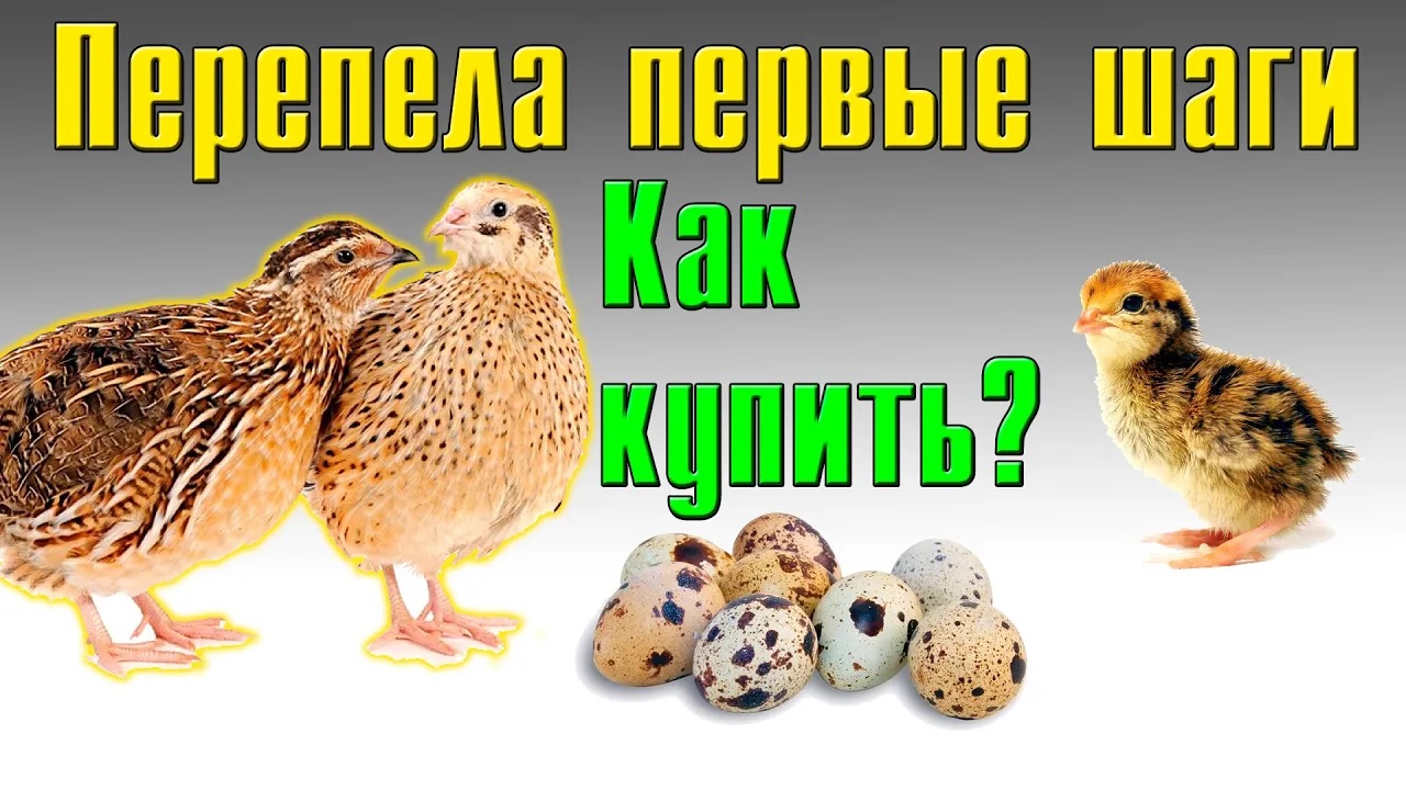 Как покупать перепелов? Перепела первые шаги смотреть онлайн