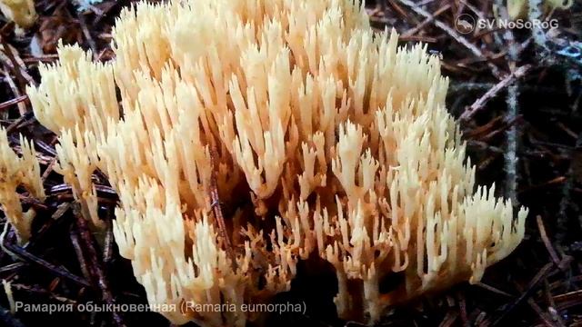 Рамария обыкновенная (Ramaria Eumorpha)