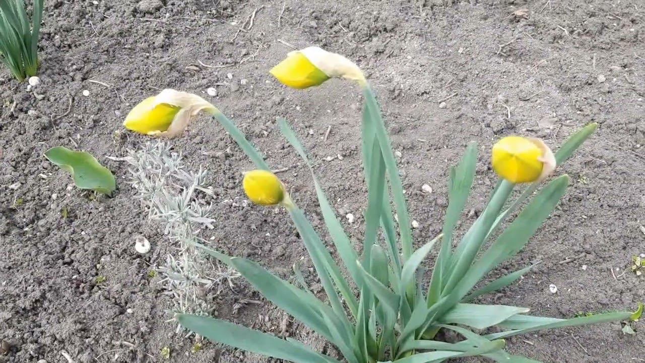 Пять минут в Саду на трех холмах смотреть онлайн