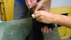 Как накручивать ушки ризеншнауцеру? .AVI