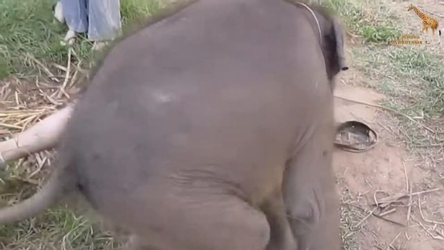 Слоненок Хочет Любви | Слоненок Любит Обниматься | Забавный и Милый Слон смотреть онлайн