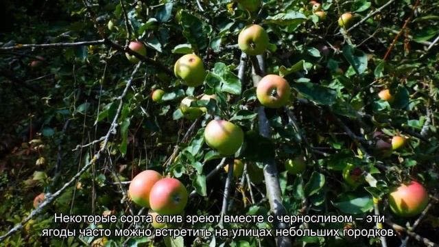 Фрукты Абхазии по месяцам: когда что созревает смотреть онлайн