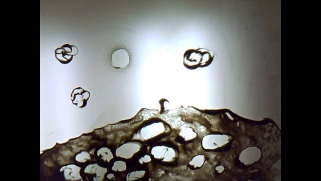 Притча о сеятеле смотреть онлайн