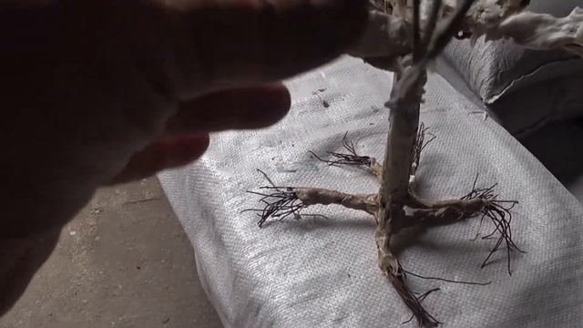 Бонсай из вязальной проволоки и жидких гвоздей. смотреть онлайн