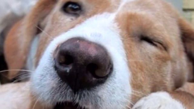 Девушка пришла в приют и выбрала самого уродливого пса, от которого все отказались смотреть онлайн