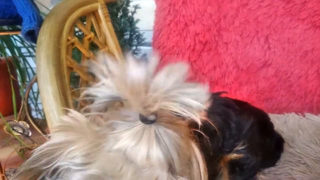 Верный друг смотреть онлайн