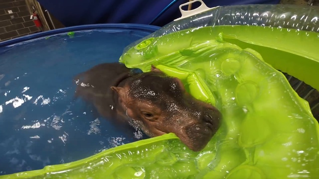 Малышка Фиона в своем бассейне для упражнений смотреть онлайн
