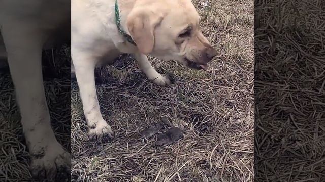 Лабрадор охотится на мышек. смотреть онлайн
