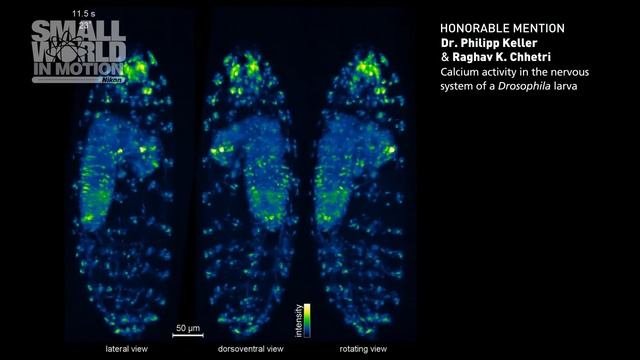 Nikon Small World in Motion 2016 Winners смотреть онлайн