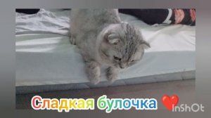 Видео 10. Ириска❤️ До нас, у нее была тяжёлая жизнь! Теперь с ней все хорошо! ?