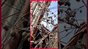 актинидия аргута сорт 'Ананасная'