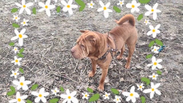 Можно ли скрещивать Китайского и Американского Шарпея? Выводы из опытов 2021 смотреть онлайн