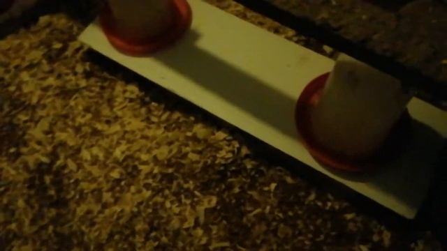Переселение цыплят из брудера в курятник смотреть онлайн
