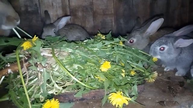 МАЛЕНЬКИЕ КРОЛИКИ ЕДЯТ ОДУВАНЧИКИ! [ Можно ли кормить кроликов одуванчиками? ] смотреть онлайн