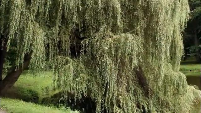 Зачем ты ива листья распустила смотреть онлайн