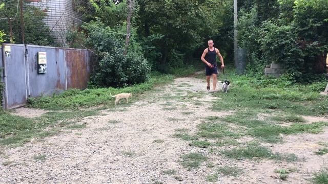 Дрессировка Русского Спаниеля, щенок 5 месяцев кличка «Бим» смотреть онлайн