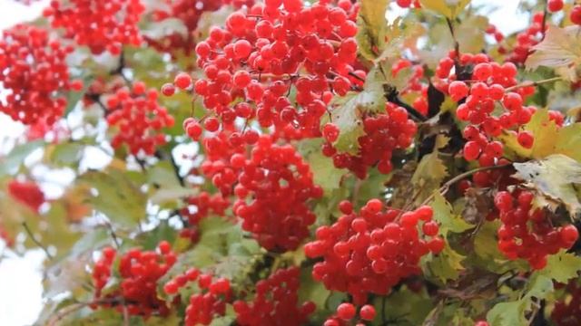 осень в лесу (плюс) смотреть онлайн