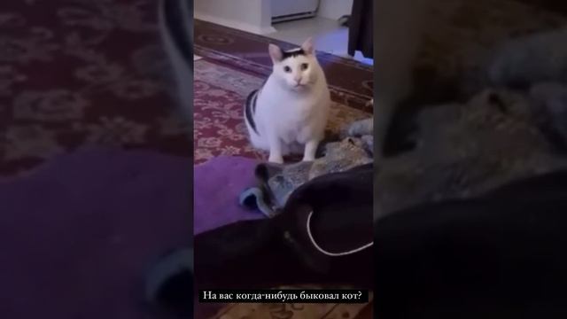 Кот быкует смотреть онлайн