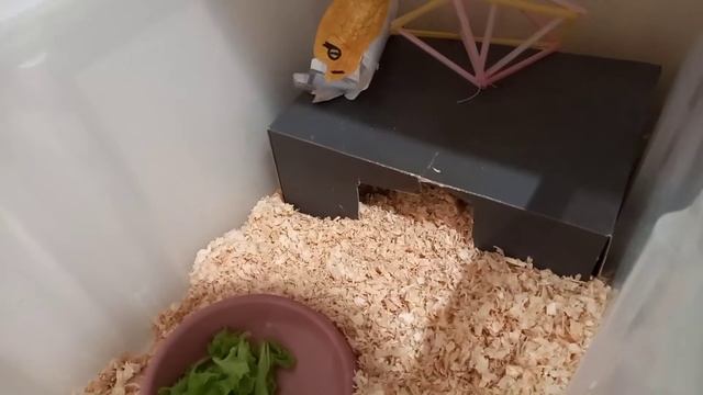 Можно ли Мёд сухопутной среднеазиатской черепахи смотреть онлайн