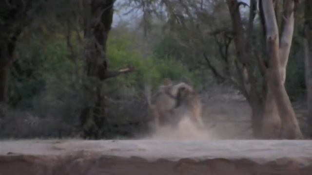 Lions Hunt Monkey in River смотреть онлайн