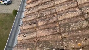 Уничтожение гнезда агрессивного азиатского шерсня на выстоте, укус за ногу. Охотник на шершня