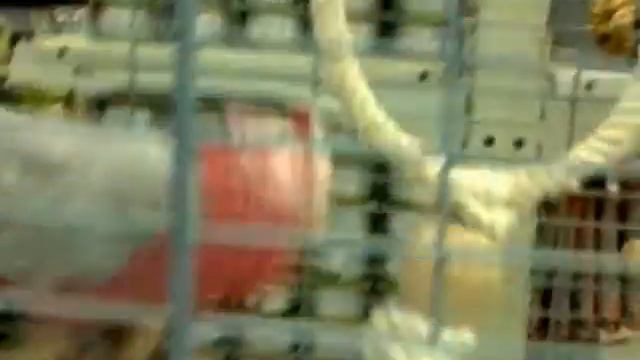 Роза мимоза - маленькая гордая птичка смотреть онлайн