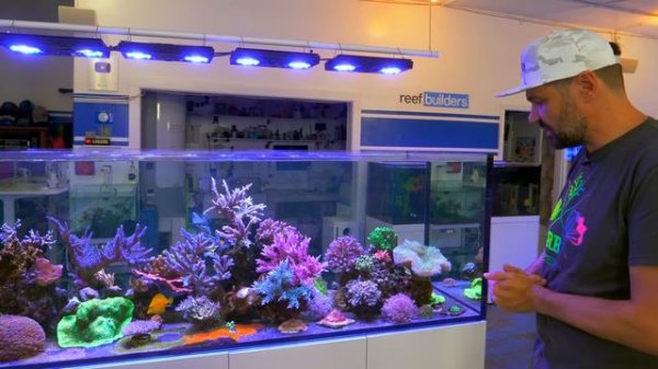 Simple Reefing makes for Best Coral Growth and Color