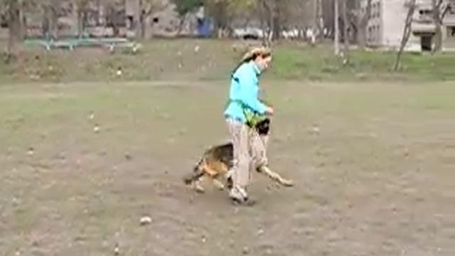 Дрессировка, обучение командам смотреть онлайн