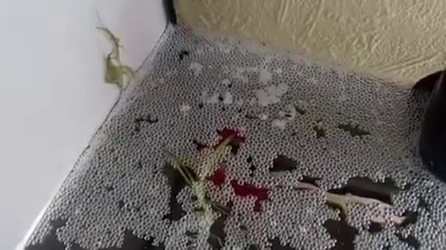 Отнерестились петушки (вуалехвостый и сепер дельта) смотреть онлайн