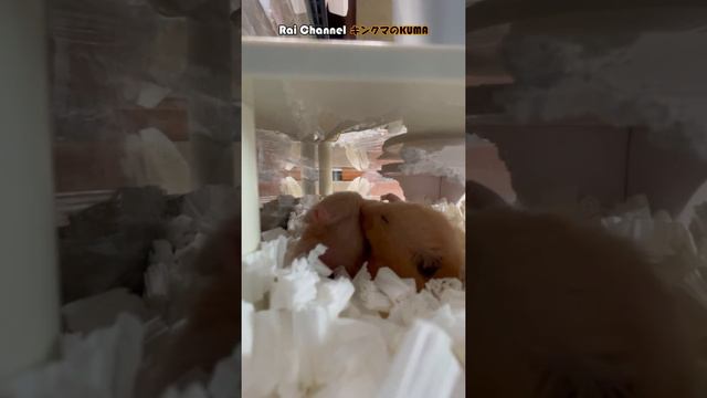 小屋で寝ているハムスターの撮影をしたら【キンクマハムスター日常行動観察】普段Vlog смотреть онлайн