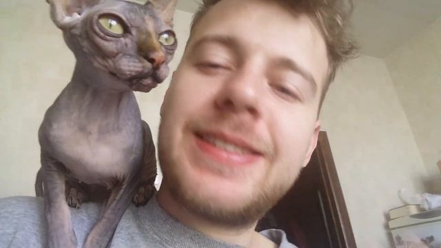 СФИНКСЫ ЛЮБЯТ СВОИХ ХОЗЯИНОВ ТАКИМИ КАКИЕ ОНИ ЕСТЬ