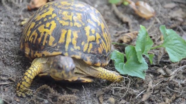 Сухопутные черепахи, водные черепахи, дикая природа смотреть онлайн