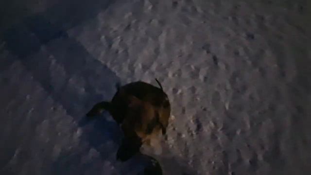 занятия с собакой в городе смотреть онлайн