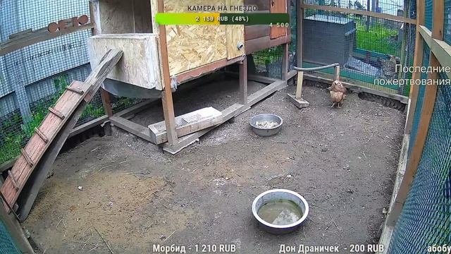 Курятник. Жизнь в курятнике. Можно покормить онлайн. Chicken coop stream. Online feed смотреть онлайн
