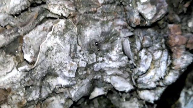 Dolichoderus quadripunctatus смотреть онлайн