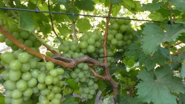 Виноград к-ш Осінній король Ленд крузер