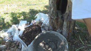 Как заделать дупло. Осенняя побелка деревьев.