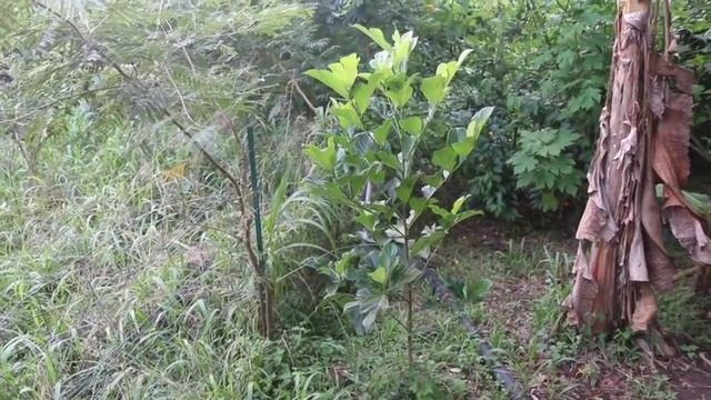 Jackfruit Tree From Seed смотреть онлайн