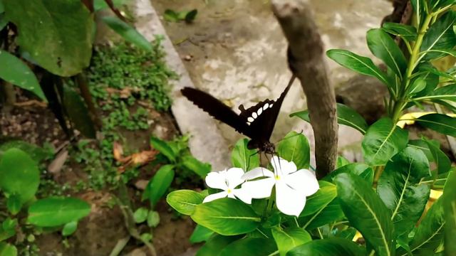 Papillon 2 смотреть онлайн