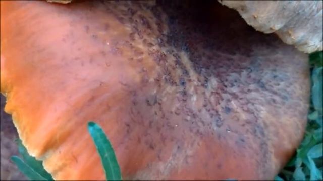 警察杯杯我發現迷幻菇，要報案嗎？Psychedelic Gymnopilus aeruginosus смотреть онлайн