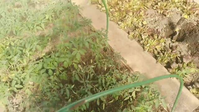 Не высаживайте ТАК рассаду Помидоров никогда, ни за что и не при каких условиях! смотреть онлайн