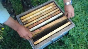 Искусственное Роение пчёл.