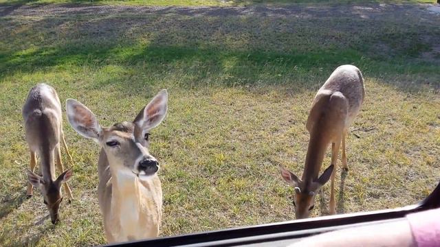 The way we hunt deer in south texas смотреть онлайн