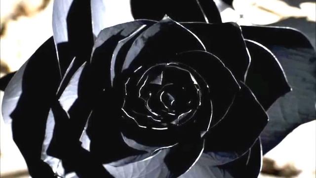 Hadi Pakzad - Black Rose 2012